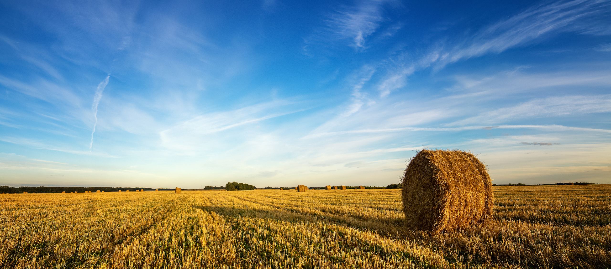 Wheat Field with Barrels