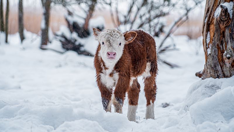 Snow Cow